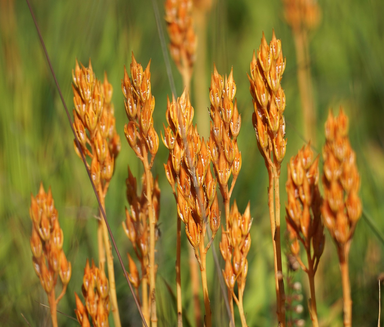 임플란트 지대주 부러짐